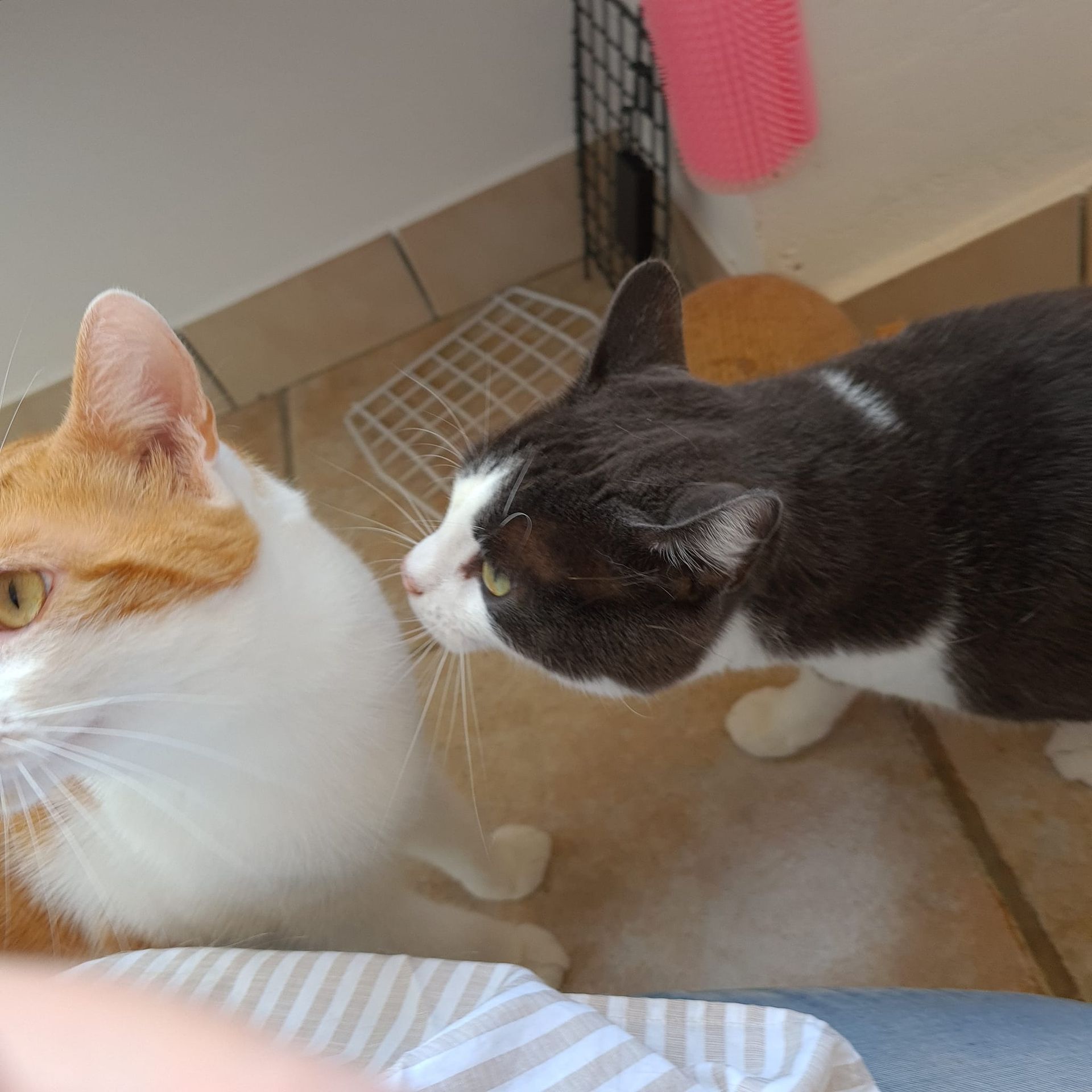 Deux chats ensemble