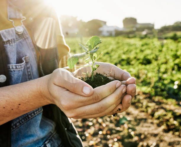 Jardinier tenant un plant