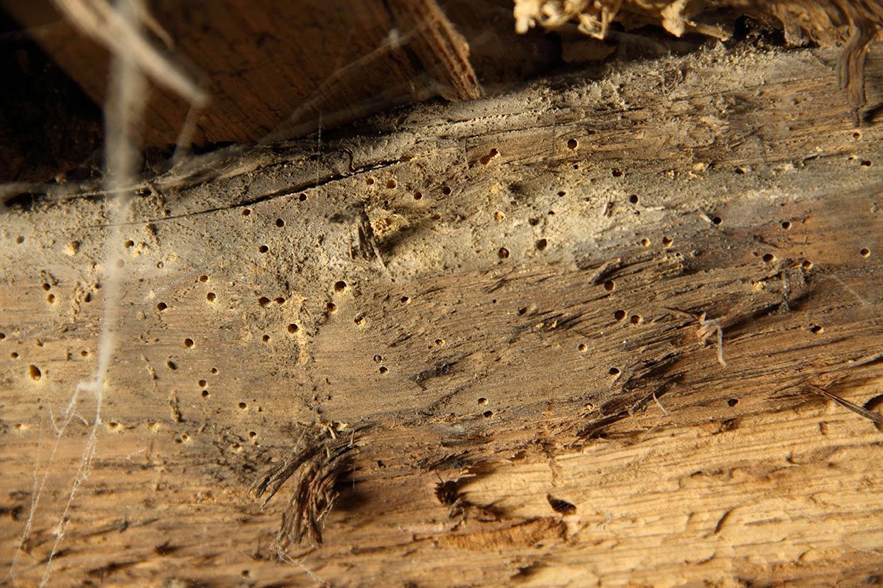 Poutre en bois endommagées par des termites