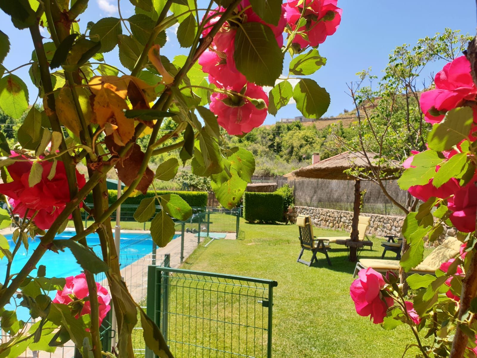Las rosas enmarcan una escena de patio trasero con piscina, cenador y césped verde en un día soleado.