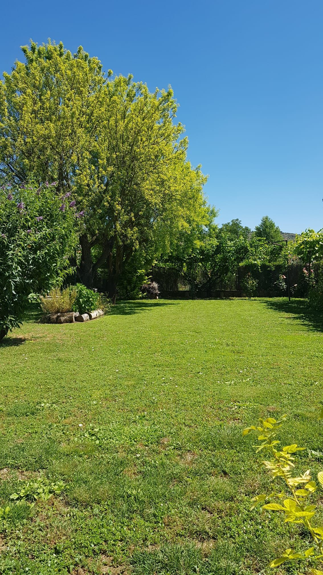 Patio trasero verde y exuberante con un árbol grande y un cielo azul claro.