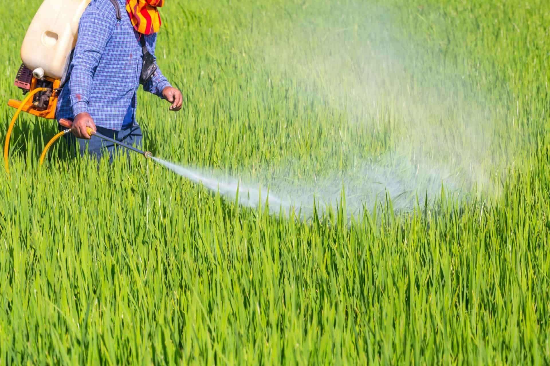 Persona rociando pesticida en un campo de cultivo verde, se ve una niebla blanca.