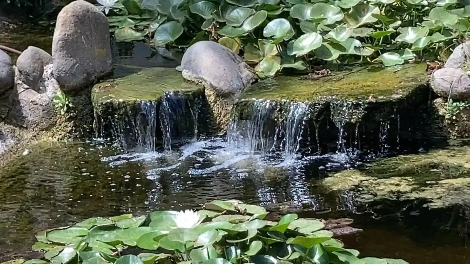 Pequeña cascada que cae sobre rocas cubiertas de musgo hacia un estanque con nenúfares.