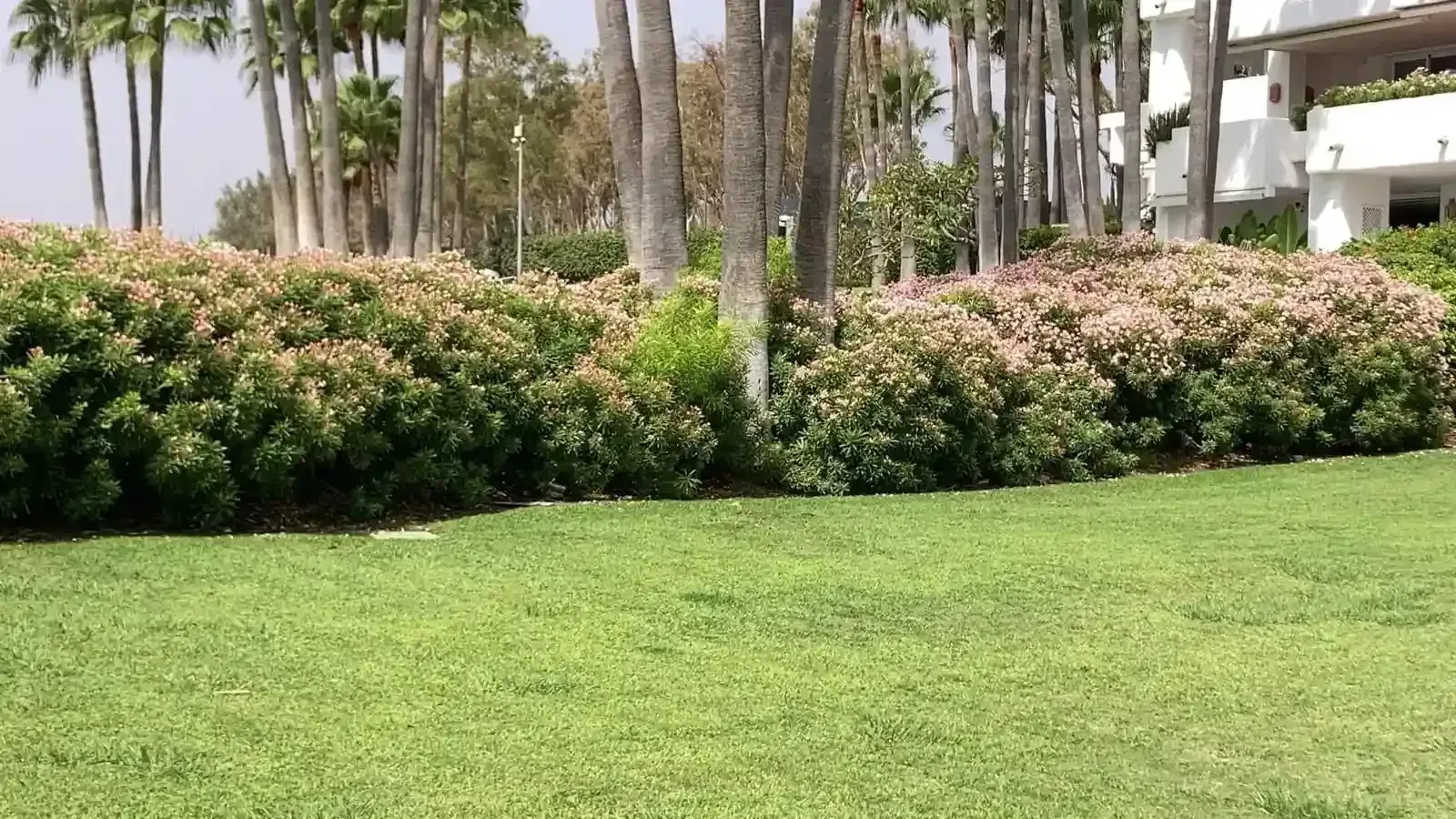 Césped verde con arbustos en flor, palmeras y un edificio blanco al fondo.