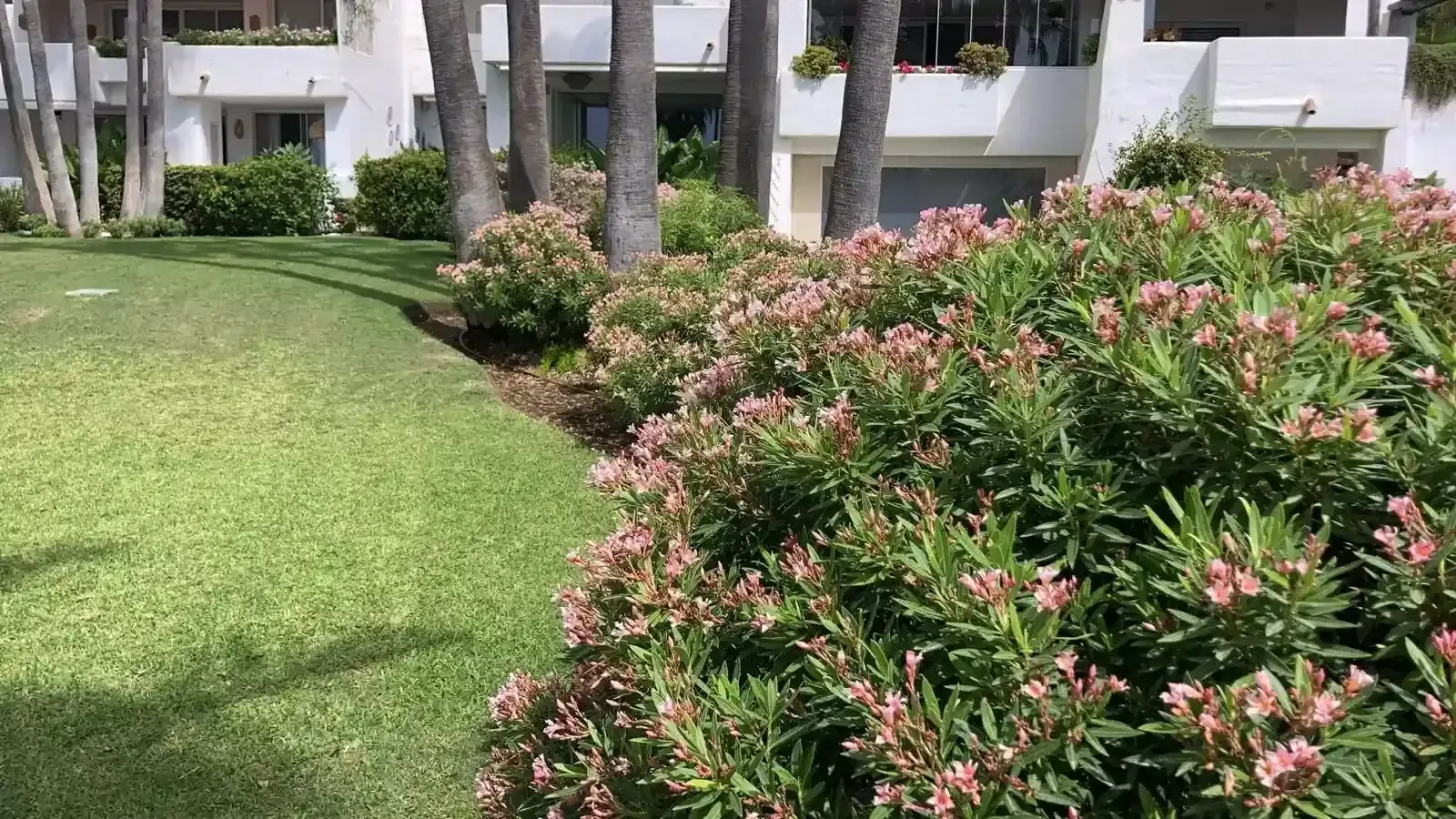 Un exuberante césped verde desciende hasta arbustos de flores rosadas frente a un edificio blanco con palmeras.