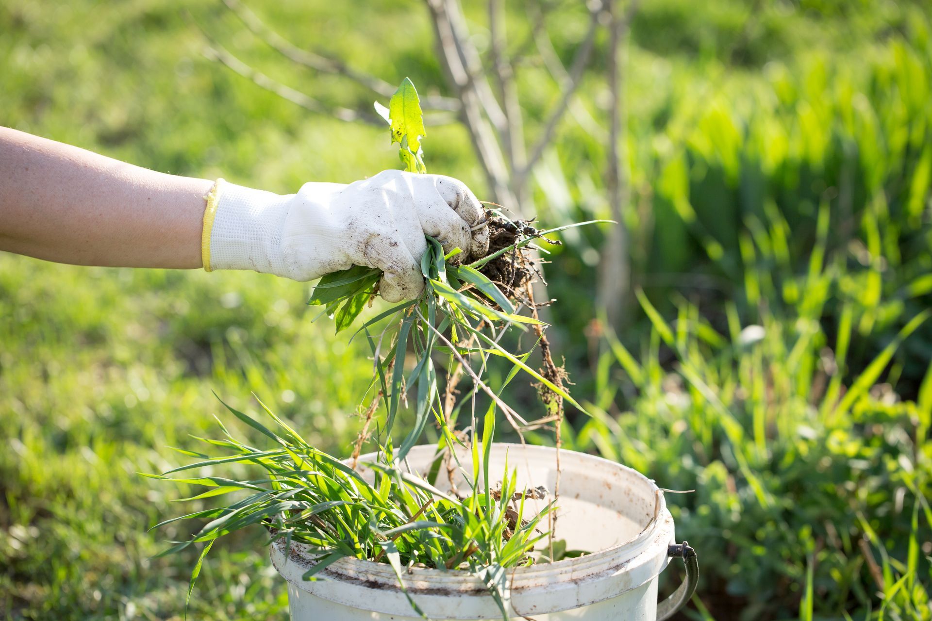 Une main gantée jette des mauvaises herbes dans un seau blanc à l'extérieur, dans un jardin ensoleillé.