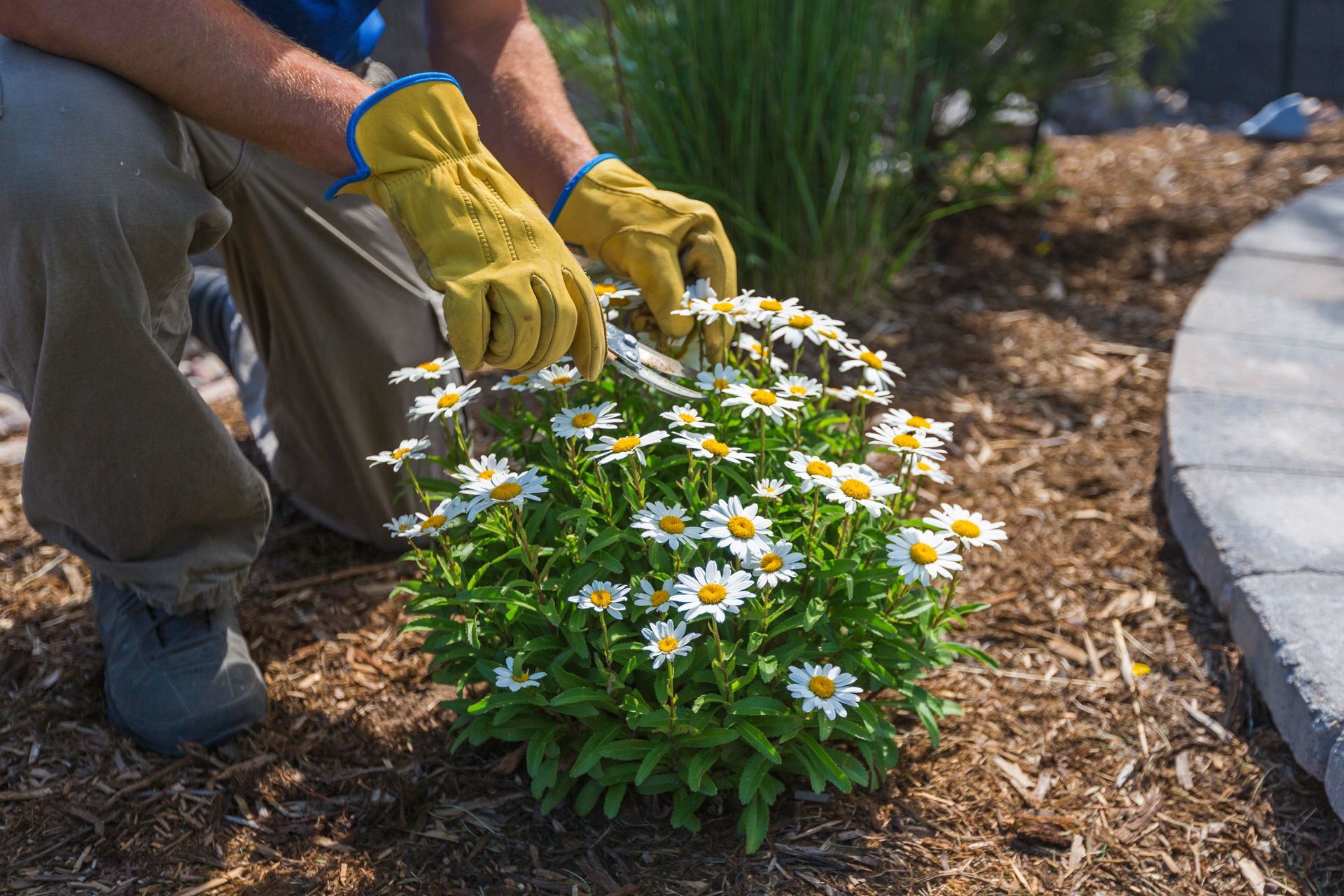 Une personne portant des gants jaunes taille des marguerites dans un parterre de jardin avec du paillis.