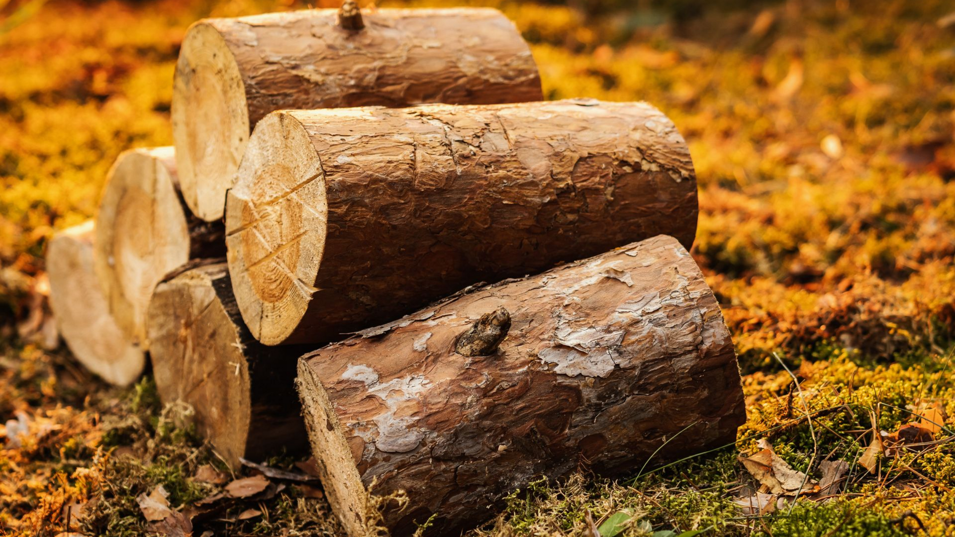 Pile de bûches de bois sur un lit de mousse verte et de feuilles mortes, baignée de soleil chaud.