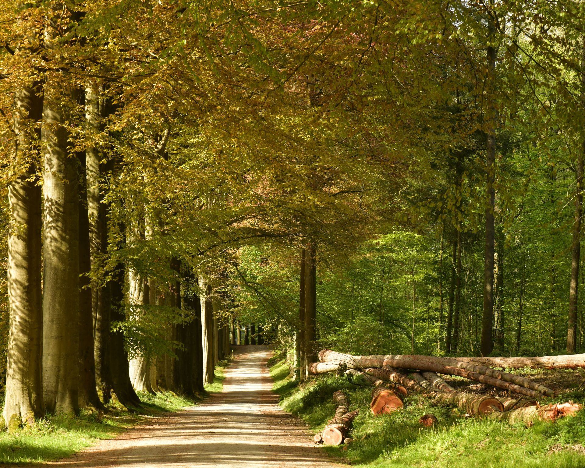 Chemin de terre traversant une forêt ensoleillée, bordé d'arbres de chaque côté. Feuillage vert et jaune, tas de bois à droite.