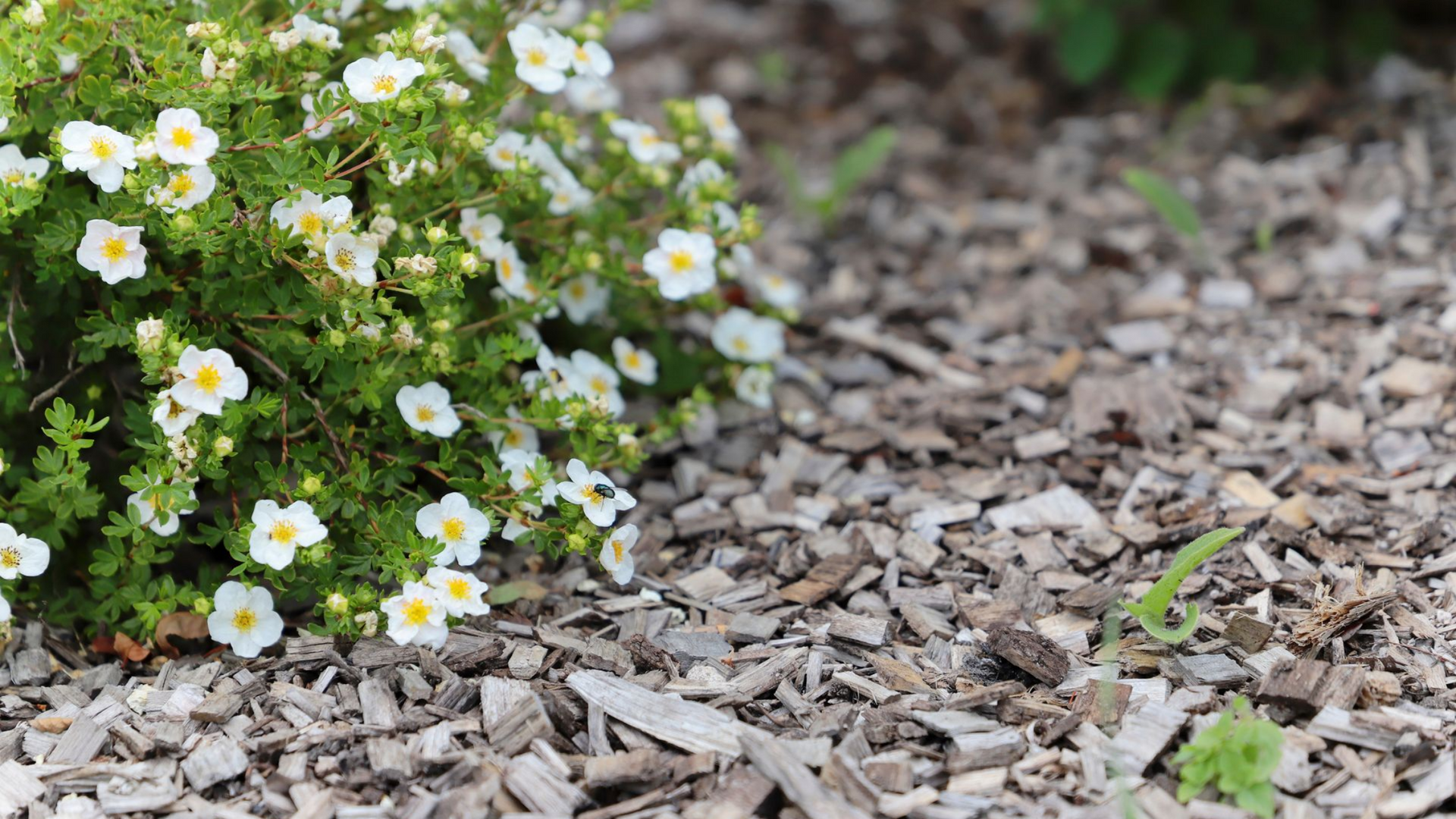 Buisson de fleurs blanches à centre jaune, bordé de paillis de copeaux de bois.
