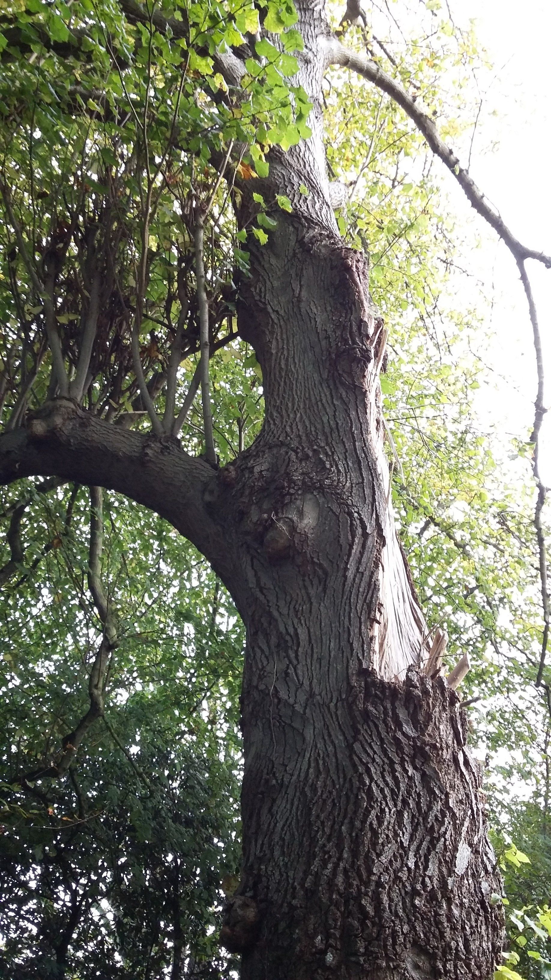 Travaux d'abattage de qualité