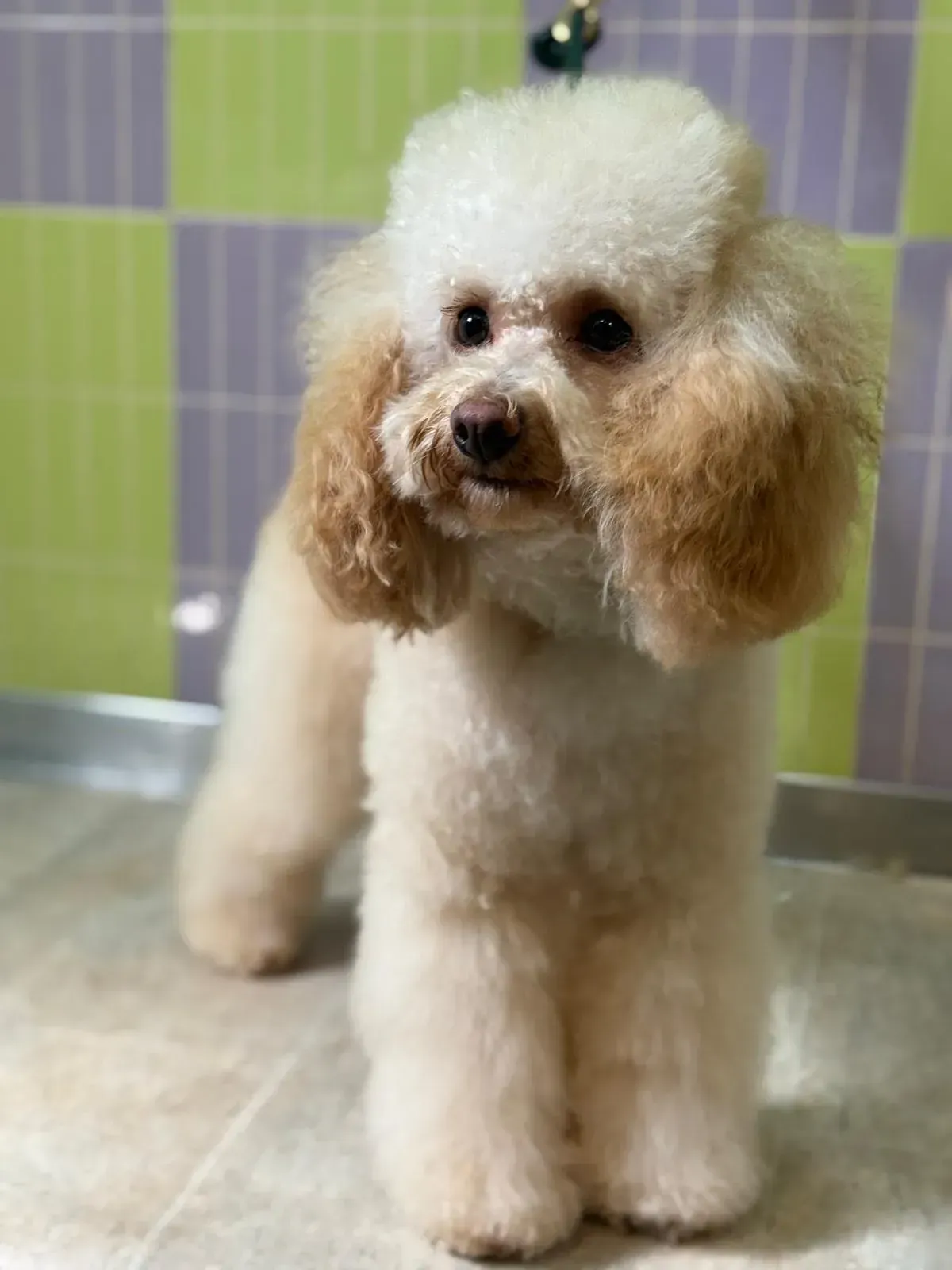 Caniche de color crema con orejas y hocico de color canela, de pie frente a una pared de azulejos.