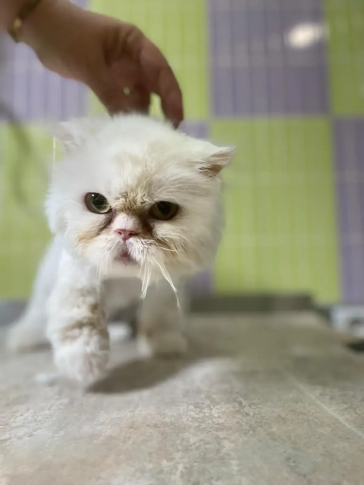 Gato persa blanco con expresión gruñona siendo acariciado.