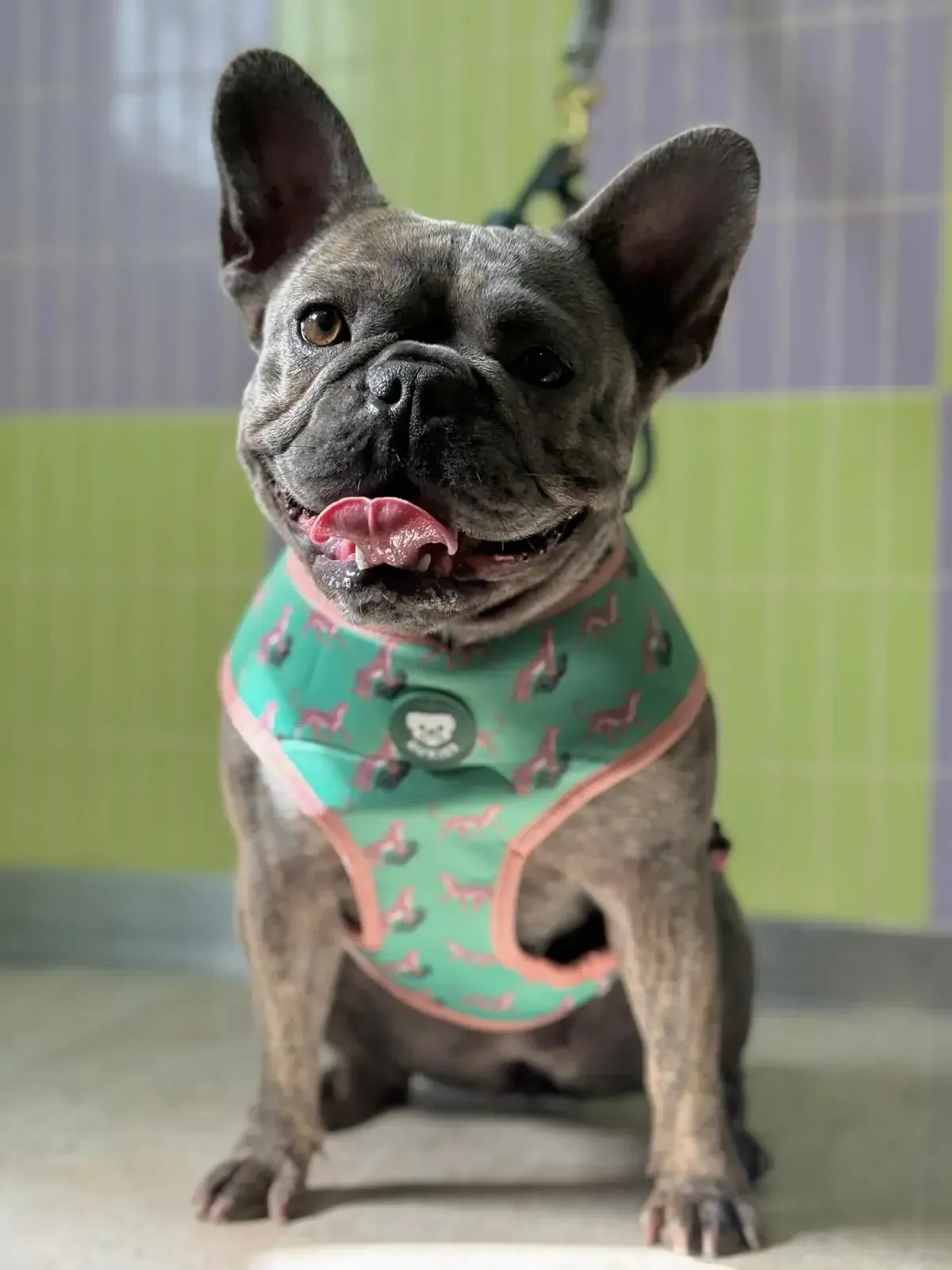 Bulldog francés con un arnés verde y rosa, sonriendo, sentado.
