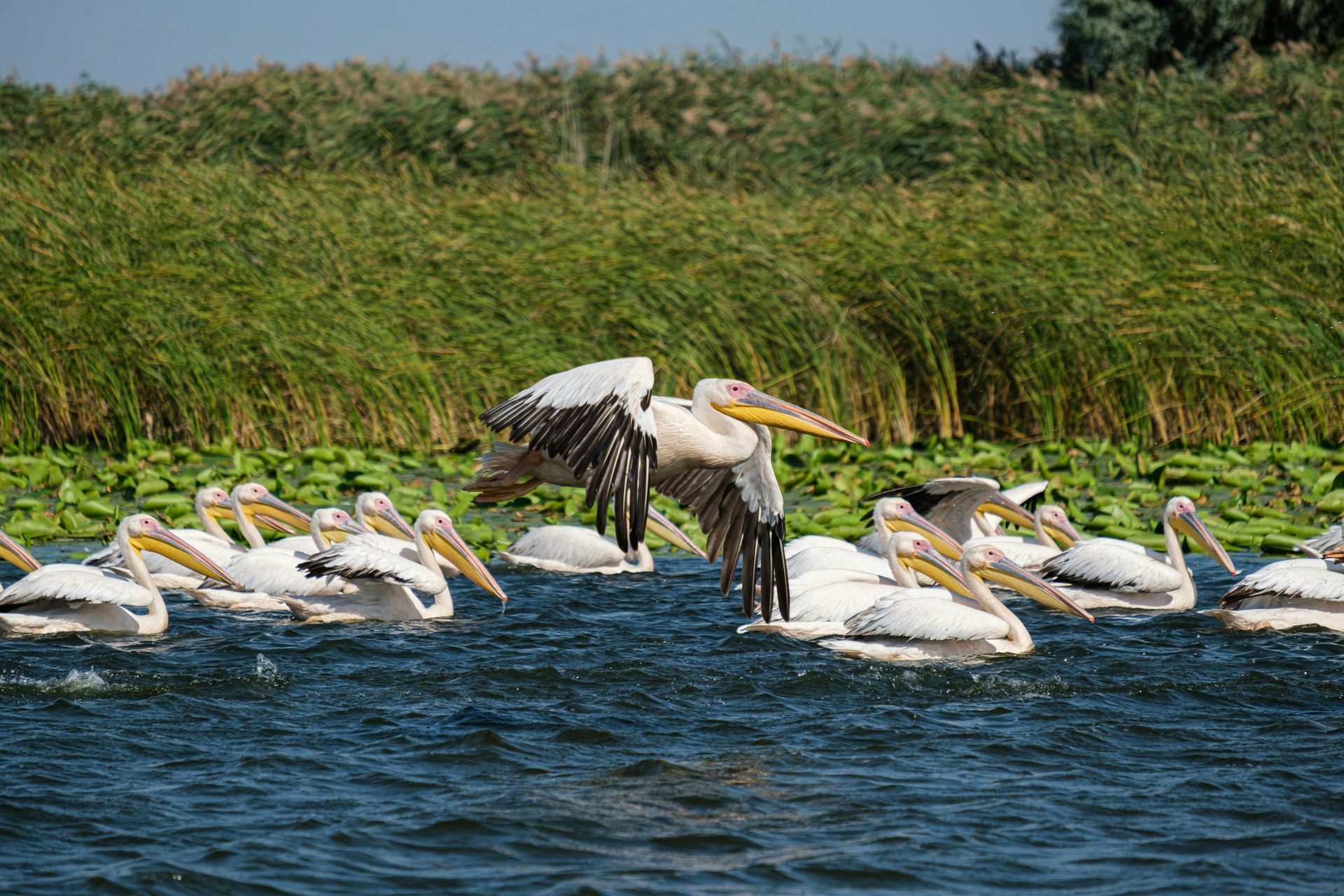 Pelikane schwimmen in einem See, einer erhebt sich in die Lüfte. Grünes Schilf im Hintergrund, blaues Wasser.