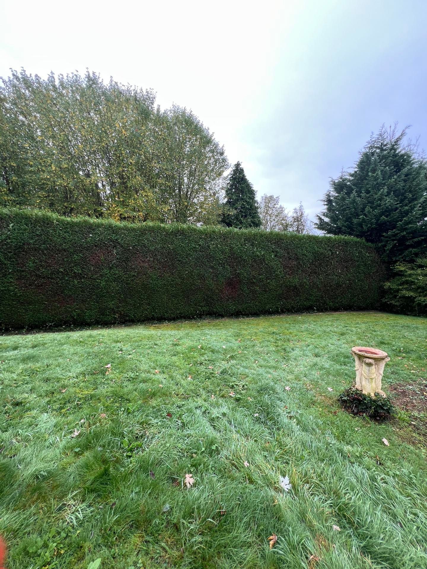 Haie dans une cour avec de l'herbe couverte de givre.