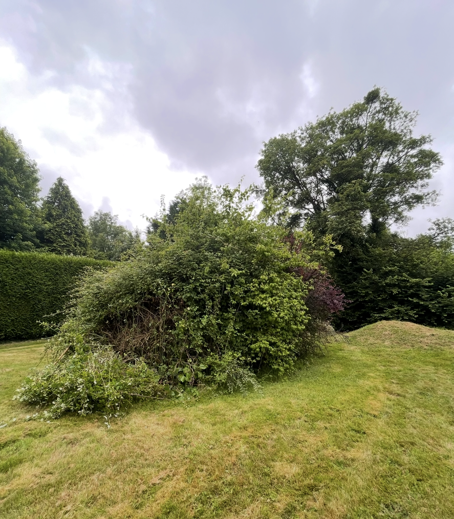 Arbustes envahis par la végétation dans une cour herbeuse, avec des arbres et une haie en arrière-plan.