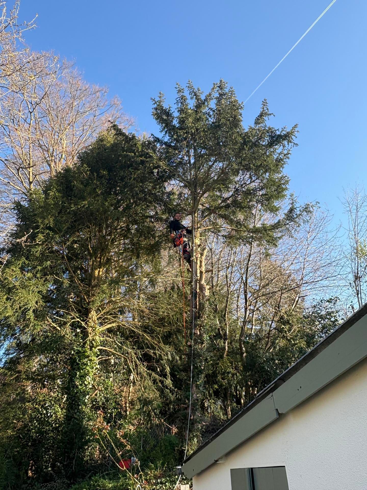 Un arboriste coupe des branches dans un grand arbre, avec une corde au-dessus de sa tête. Le bâtiment est partiellement visible en contrebas.