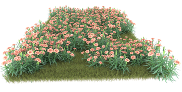 Fleurs roses en fleurs dans une zone herbeuse.