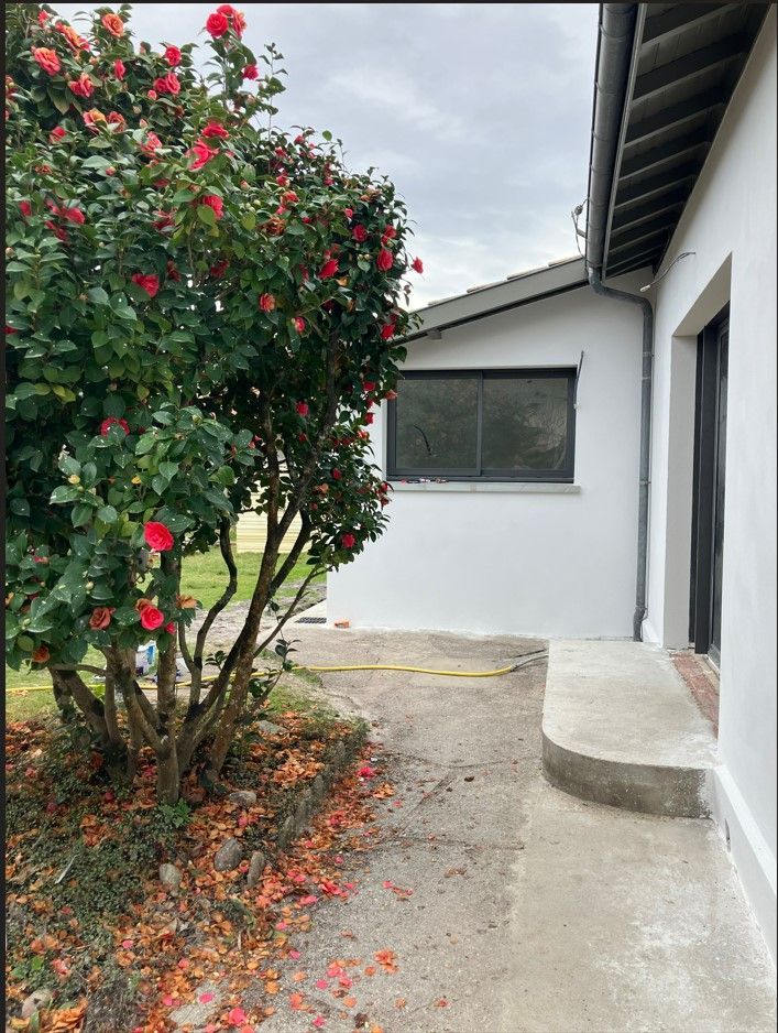 Un camélia à fleurs rouges jouxte une maison blanche avec une allée en béton.