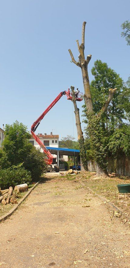 Taille d'arbre avec une nacelle élévatrice