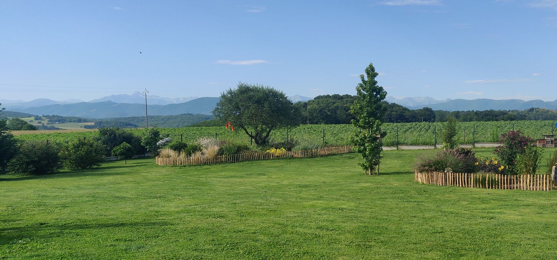 Herbe verte avec de petits arbres et buissons, des montagnes au loin