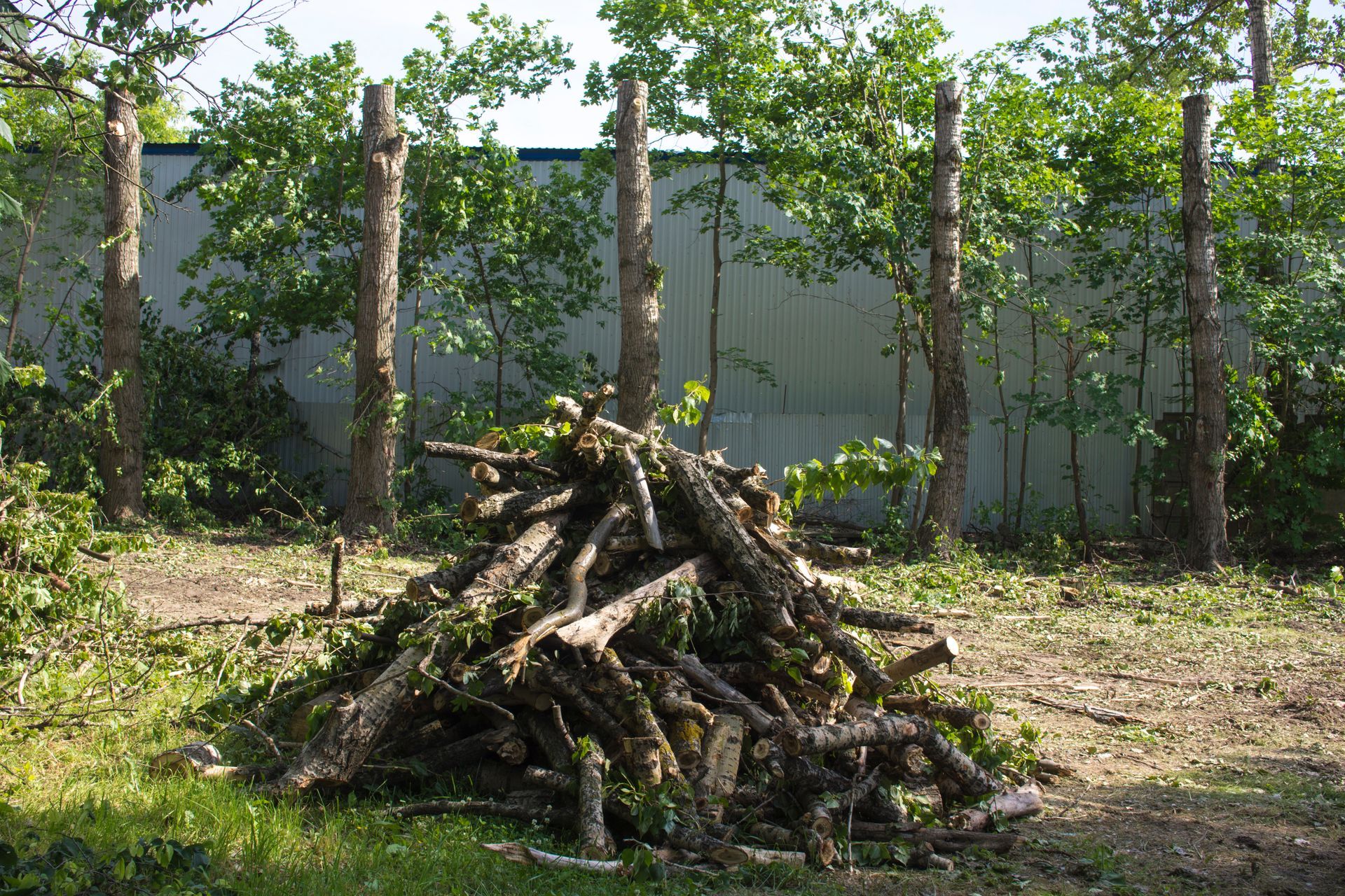 Un tas de branches d'arbres coupées dans une cour, près d'une clôture et d'arbres.