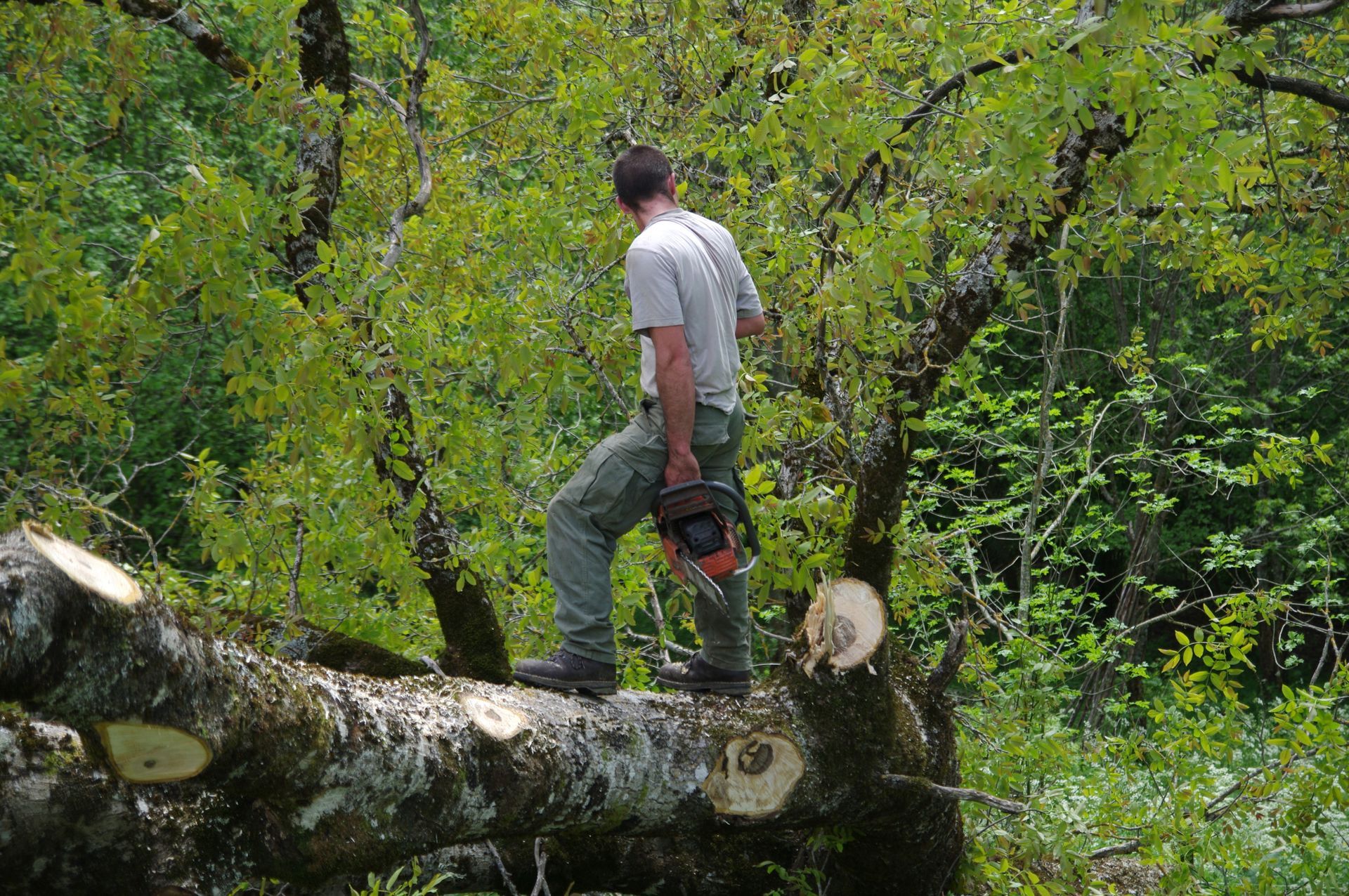 Un élagueur se tient debout sur un tronc d'arbre tombé dans une forêt, tenant une tronçonneuse.