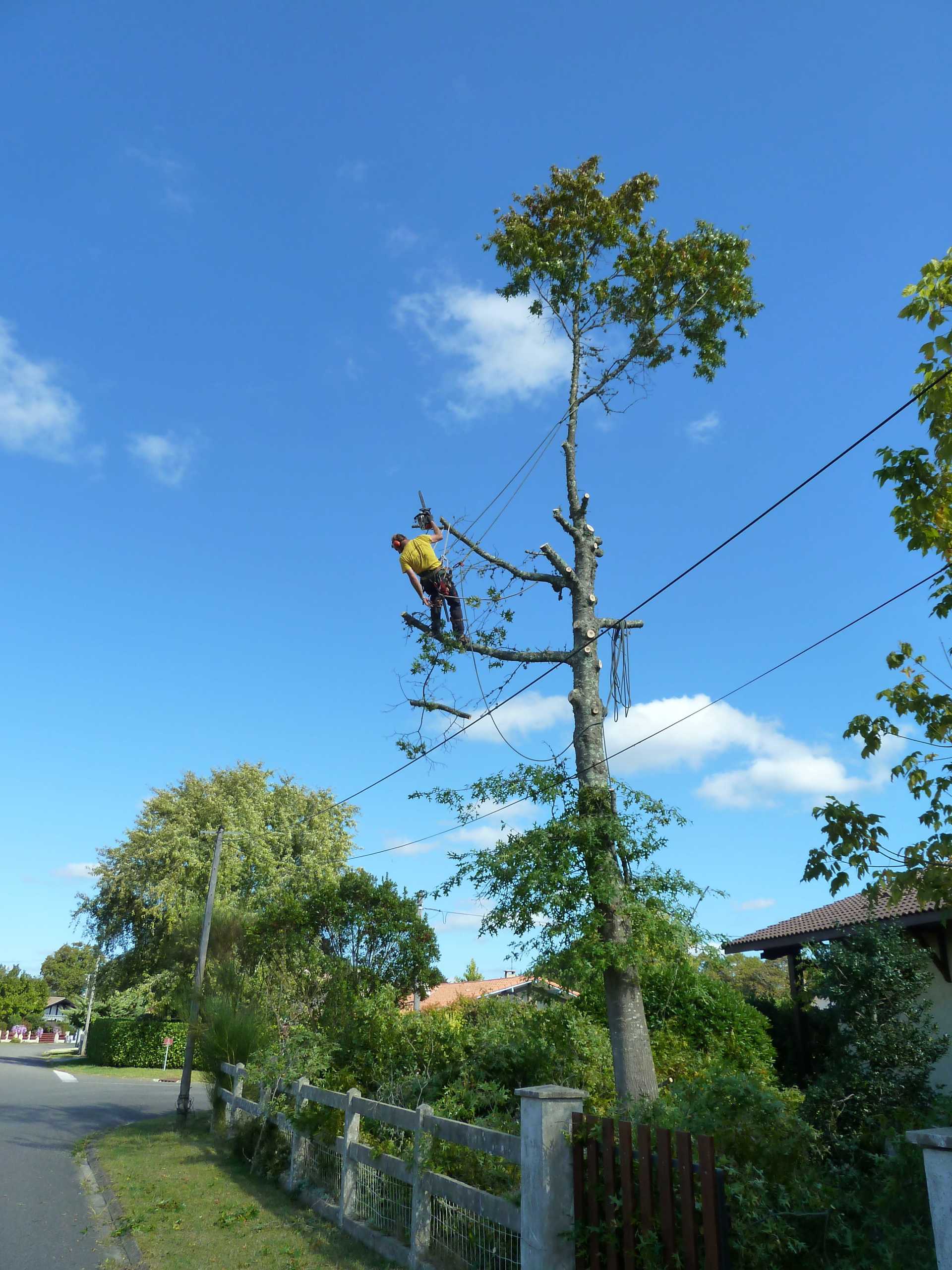 Abattage arbre
