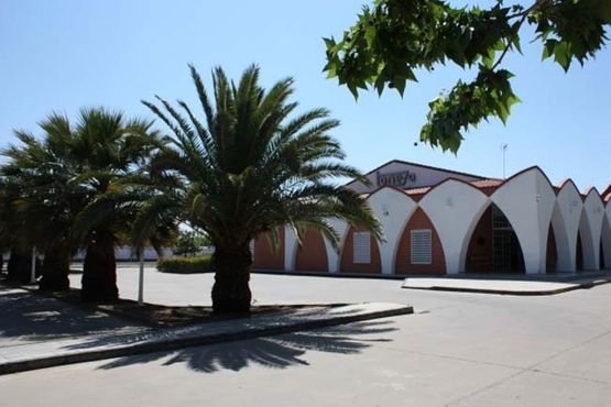 Una hilera de palmeras delante de un edificio.