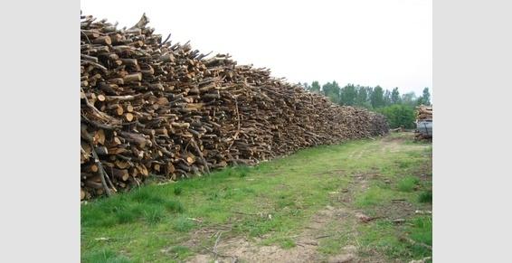 Achat de coupes de bois toutes essences privées ou publiques.