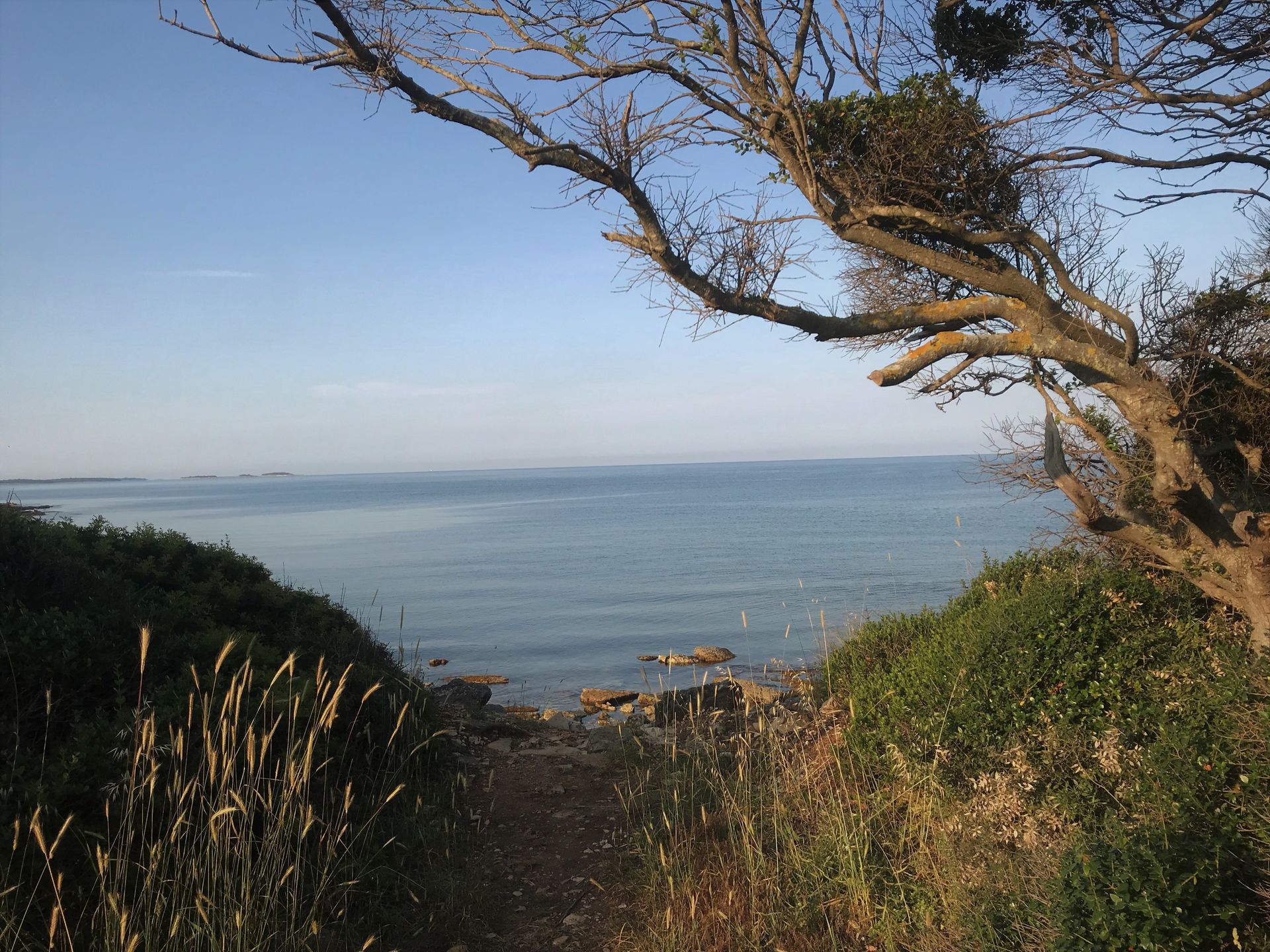 Ein Weg zum Meer mit einem Baum im Vordergrund