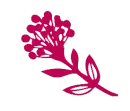 Il·lustració floral magenta sobre fons blanc.