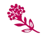 Il·lustració floral magenta sobre fons blanc.