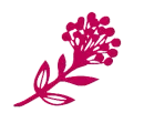 Il·lustració floral magenta sobre fons blanc.