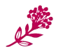 Tija floral magenta amb un grup de flors petites i rodones.