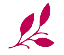 Tija floral magenta amb un grup de flors petites i rodones.
