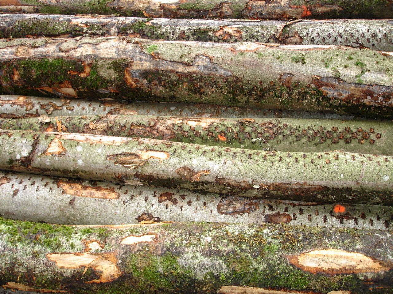 Holzbündle - Wenger Fritz Forstunternehmen