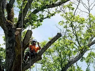 Arborista con camisa naranja y casco, cortando una rama de árbol con cuerdas de seguridad, al aire libre, cielo azul.