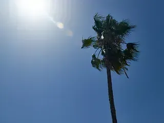 Palmera meciéndose bajo la brillante luz del sol contra un cielo azul claro.