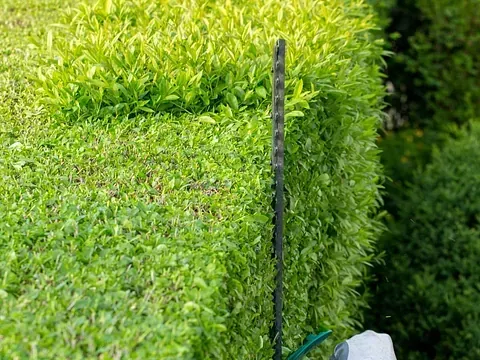 Cuchilla cortasetos junto a un seto verde cuidadosamente recortado.