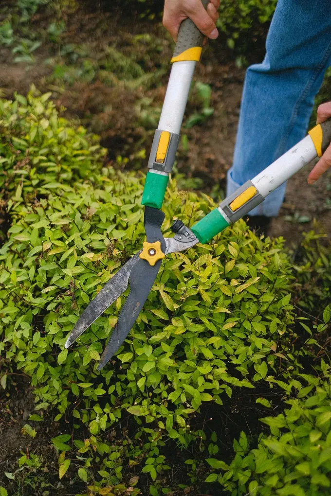 Persona que utiliza tijeras de mango largo para podar un arbusto verde al aire libre.