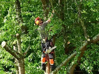 Arborista en un árbol, con equipo de seguridad, cortando ramas con una motosierra.