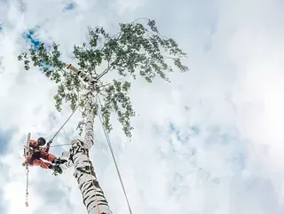 Arborista con traje naranja podando un abedul alto con cuerda y arnés contra el cielo nublado.