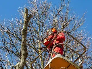 Arborista con traje rojo en un elevador, usando una motosierra para podar ramas de árboles contra un cielo azul.