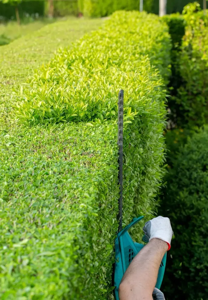 Persona recortando un seto con una podadora de setos verde, con guantes al aire libre.