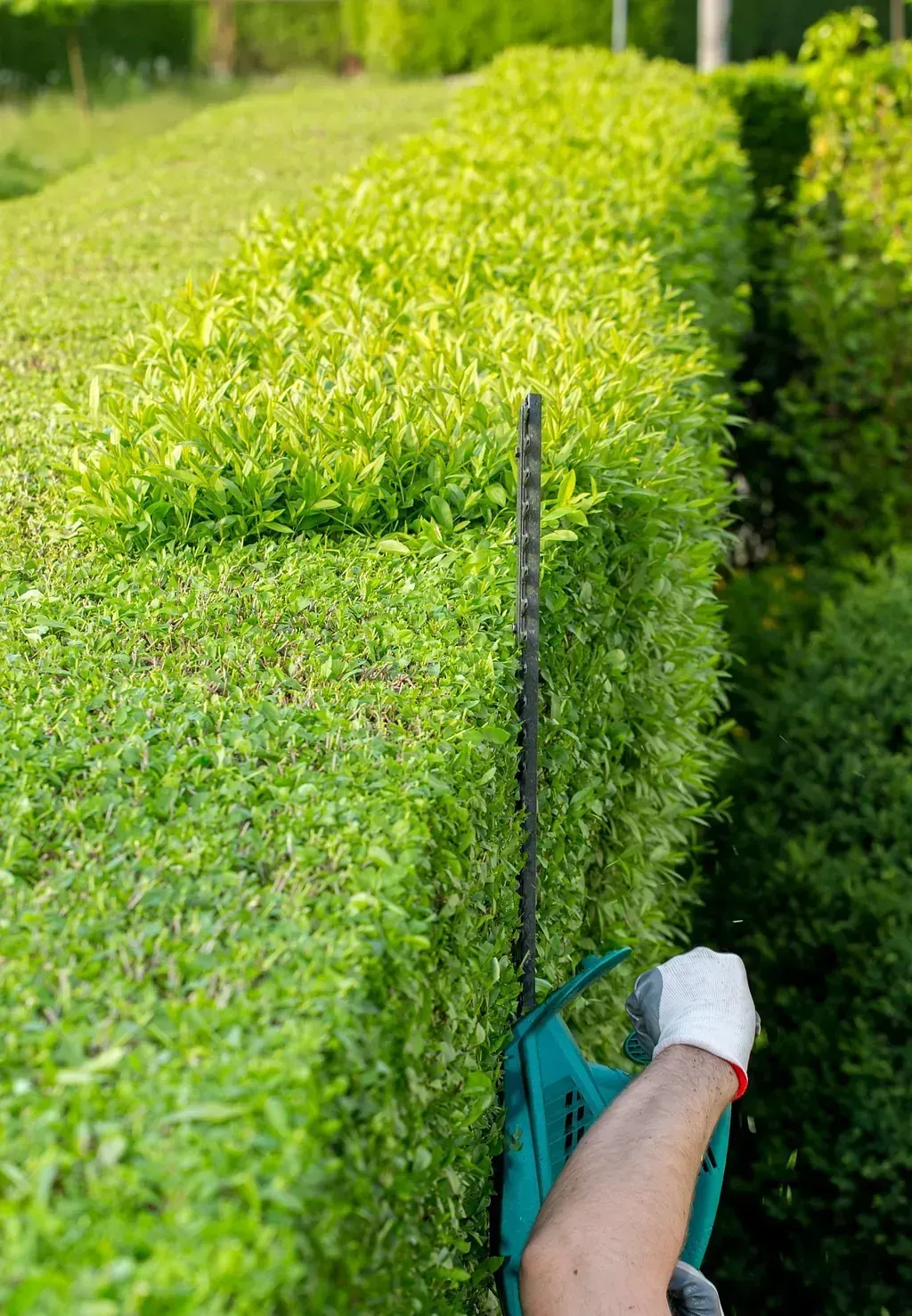 Persona recortando un seto con una podadora de setos verde, con guantes al aire libre.