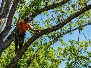 Arborista con camisa naranja, casco y arnés, trepando a un árbol con cuerdas de seguridad contra un cielo azul.