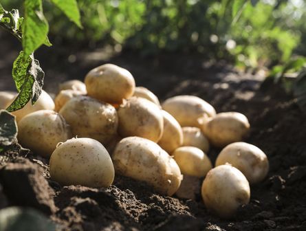 Frisch aus dunkler Erde gegrabene Kartoffeln, vom Sonnenlicht in einer Gartenumgebung beleuchtet.