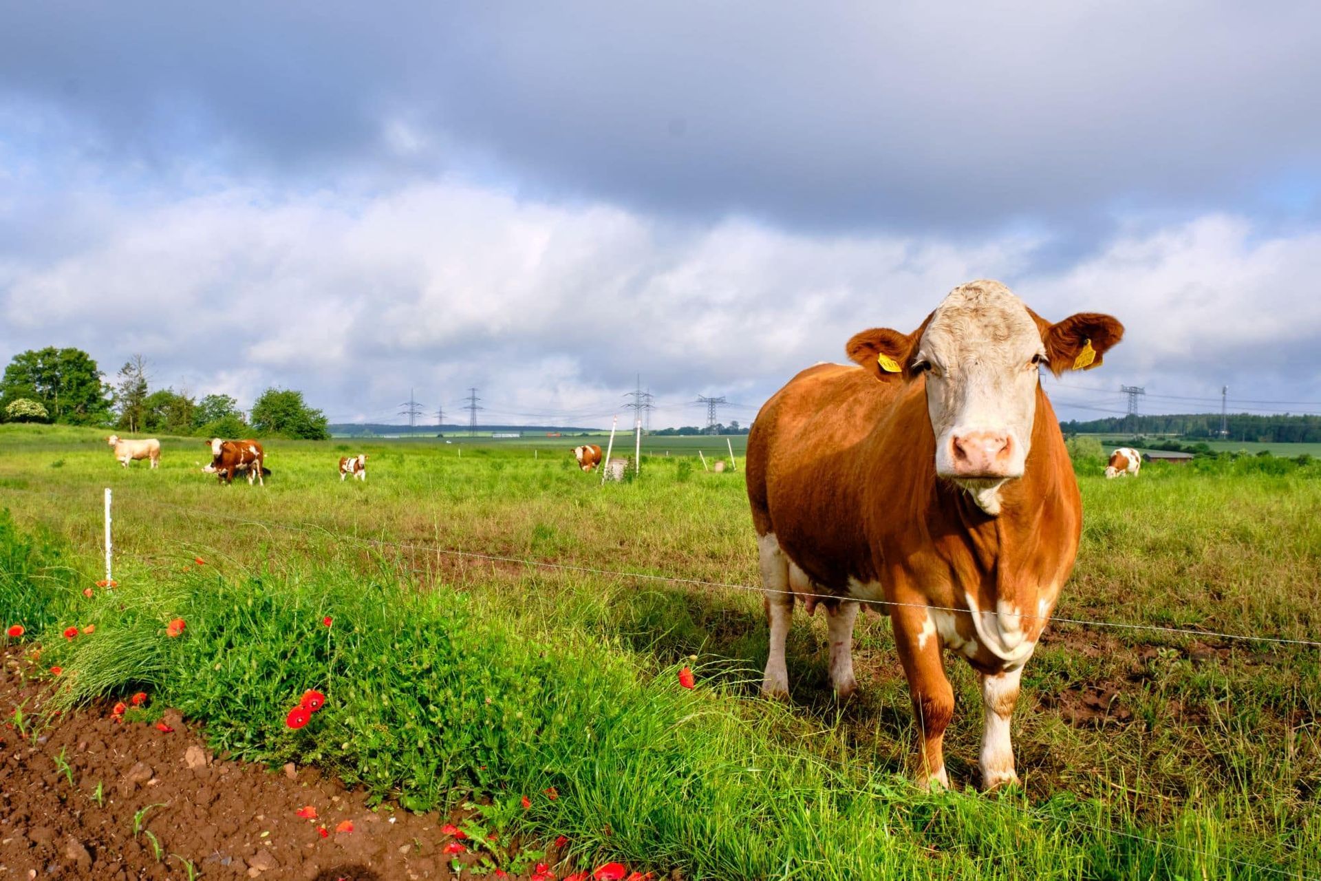Kuh steht auf einer Wiese mit Gras und Blumen; andere Kühe grasen im Hintergrund unter einem bewölkten Himmel.